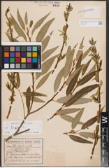 Foto von Salix fragilis L.